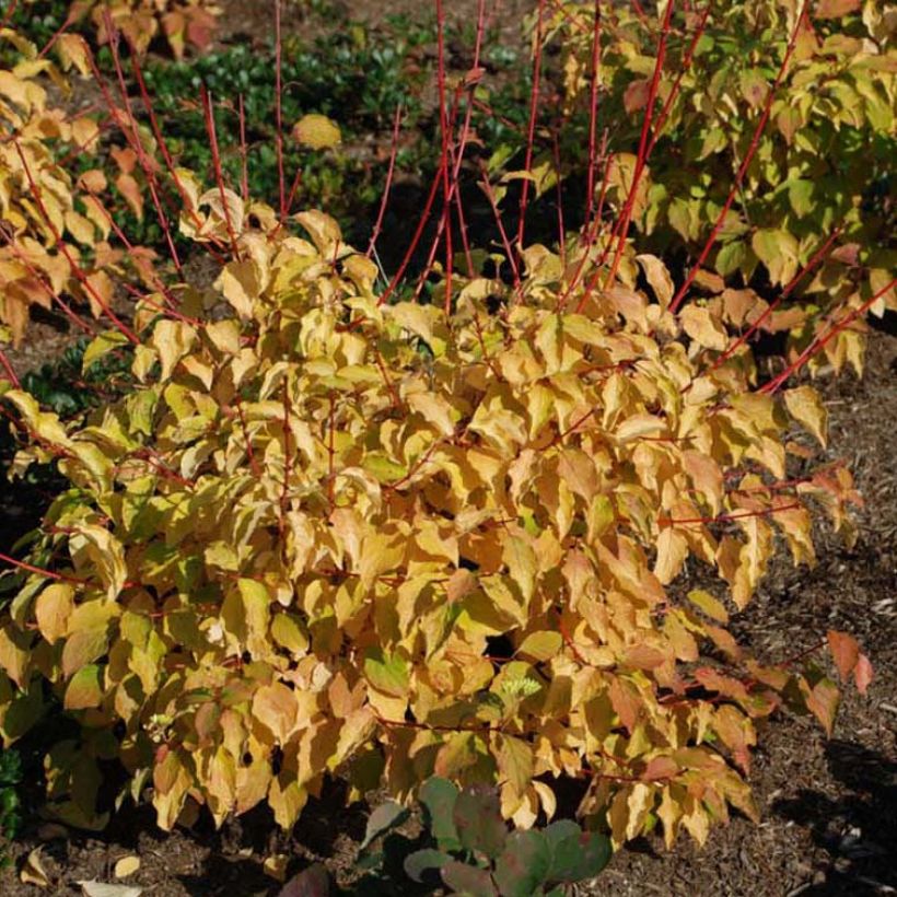 Cornus sanguinea Winter Beauty (Fioritura)