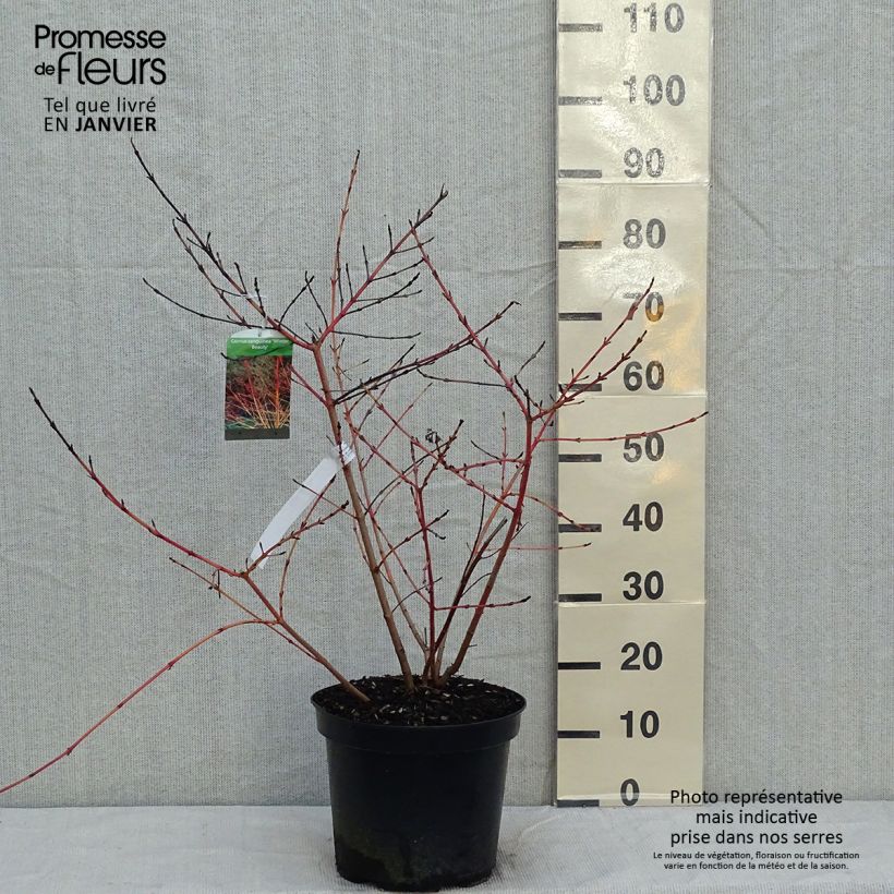 Cornus sanguinea Winter Beauty Vaso da 7,5L/10L esemplare consegnato in inverno