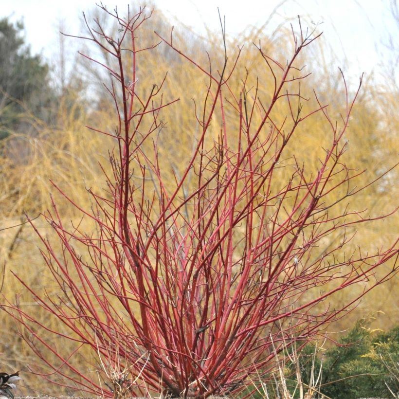 Cornus sericea Baileyi (Porto)