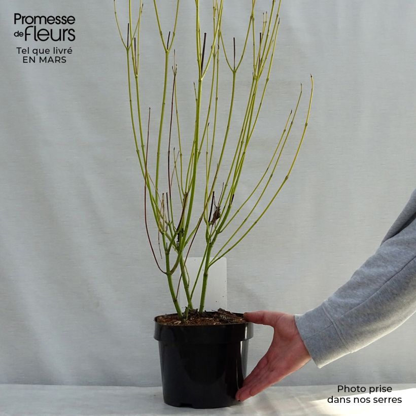 Cornus sericea Budd's Yellow Vaso da 3L/4L esemplare consegnato in primavera
