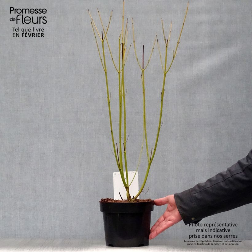 Cornus sericea Budd's Yellow Vaso da 3L/4L esemplare consegnato in inverno