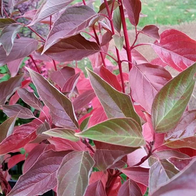 Cornus sericea Cardinal (Fogliame)