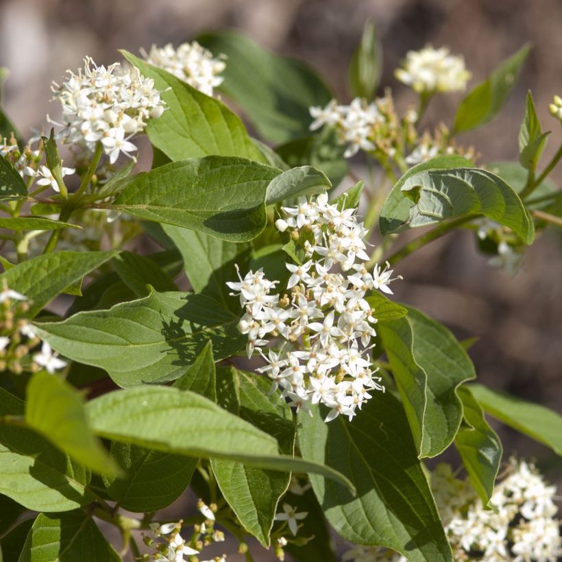 Cornus sericea Firedance (Fioritura)