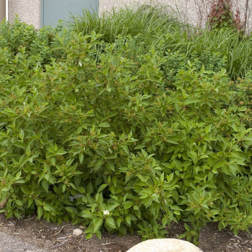 Cornus sericea Firedance (Porto)