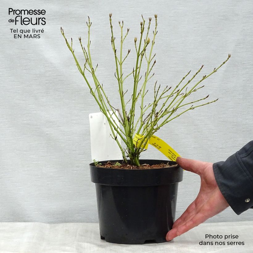 Cornus sericea White Gold Vaso da 3L/4L esemplare consegnato in primavera