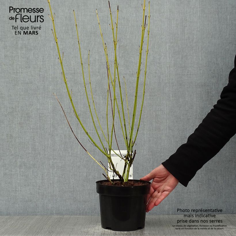 Cornus sericea White Gold Vaso da 3L/4L esemplare consegnato in inverno