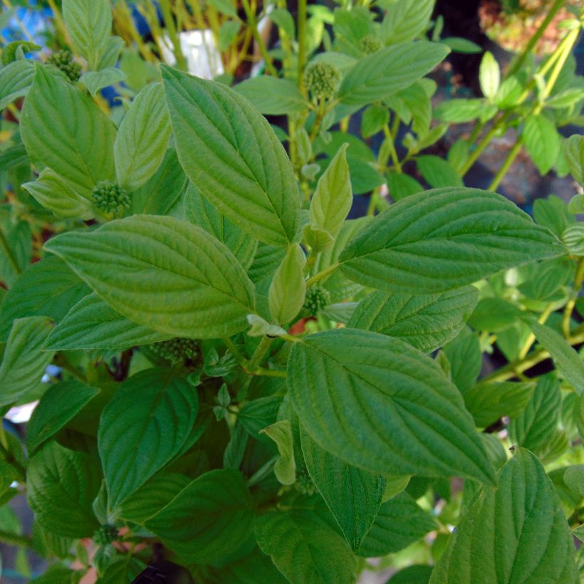 Cornus sericea Flaviramea (Fogliame)