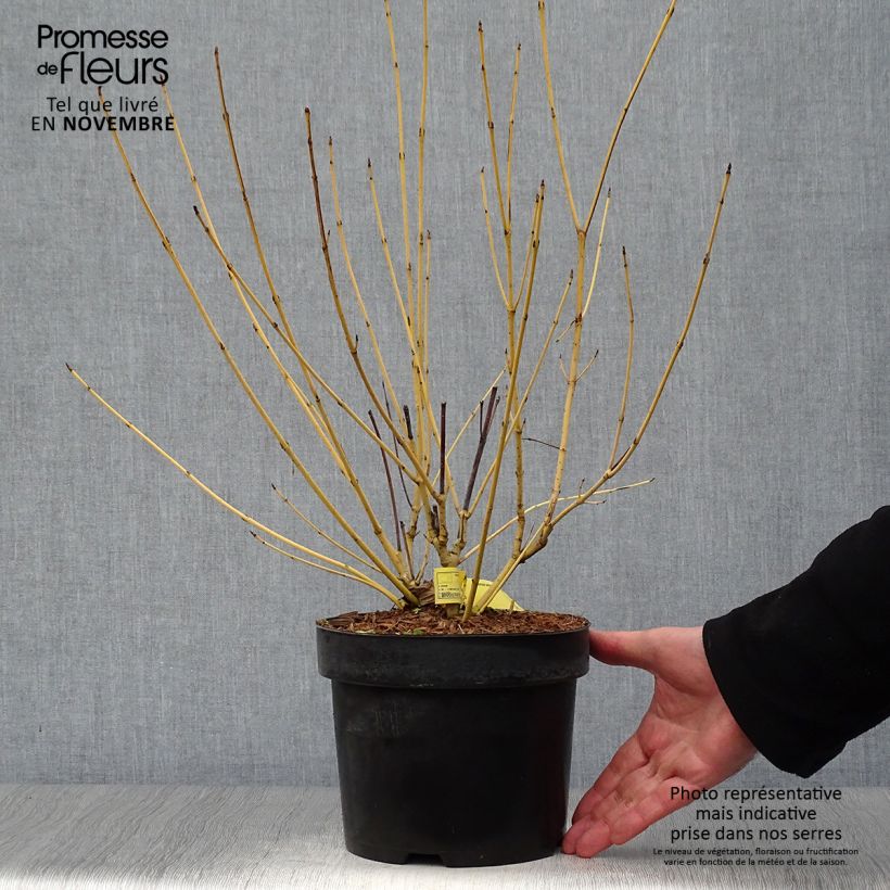 Esemplare di Cornus sericea Flaviramea Vaso da 3L/4L come consegnato in autunno