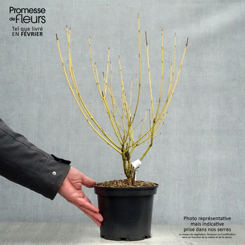 Cornus sericea Flaviramea Vaso da 3L/4L esemplare consegnato in inverno