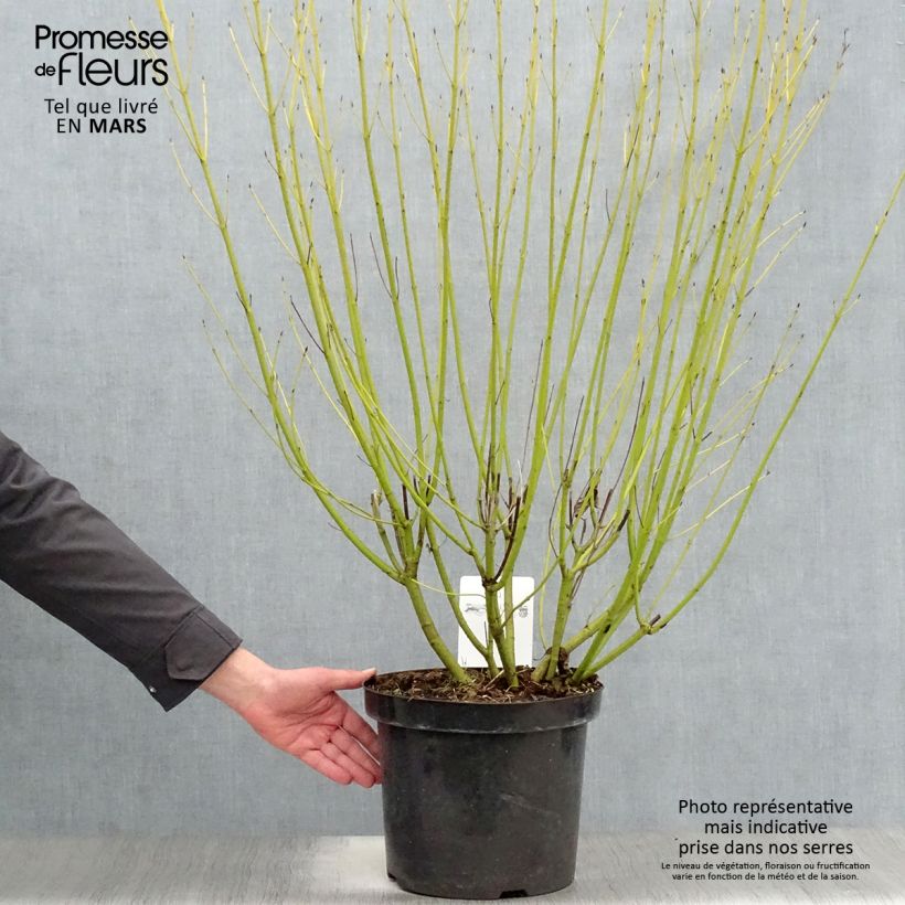 Cornus sericea Flaviramea Vaso da 7,5L/10L esemplare consegnato in primavera