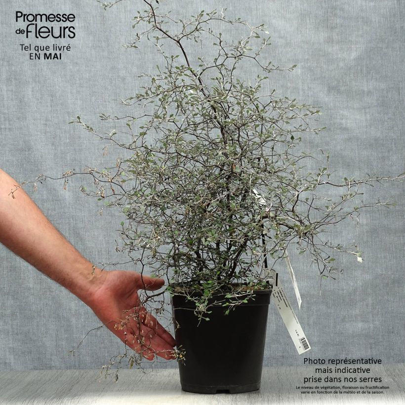 Corokia cotoneaster Little prince Vaso da 4L/5L esemplare consegnato in primavera