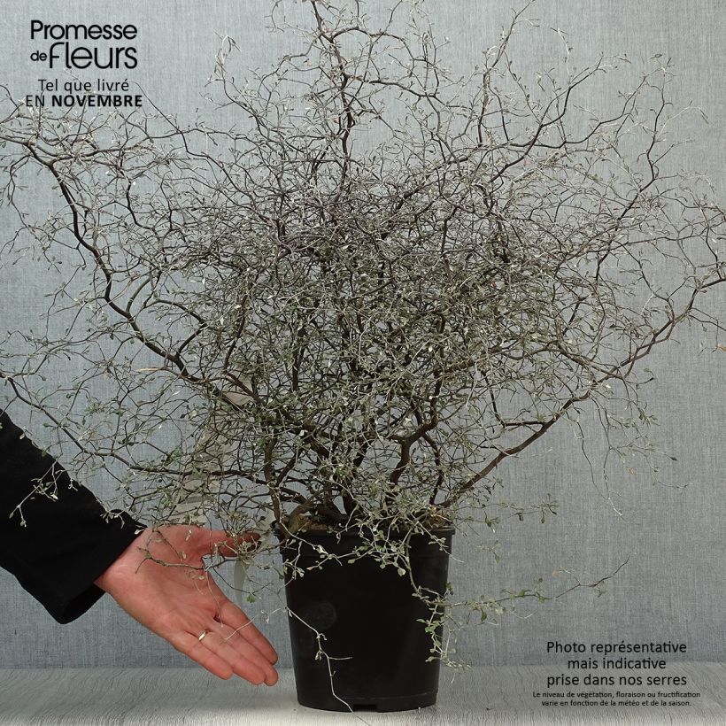 Esemplare di Corokia cotoneaster Little prince Vaso da 4L/5L come consegnato in autunno