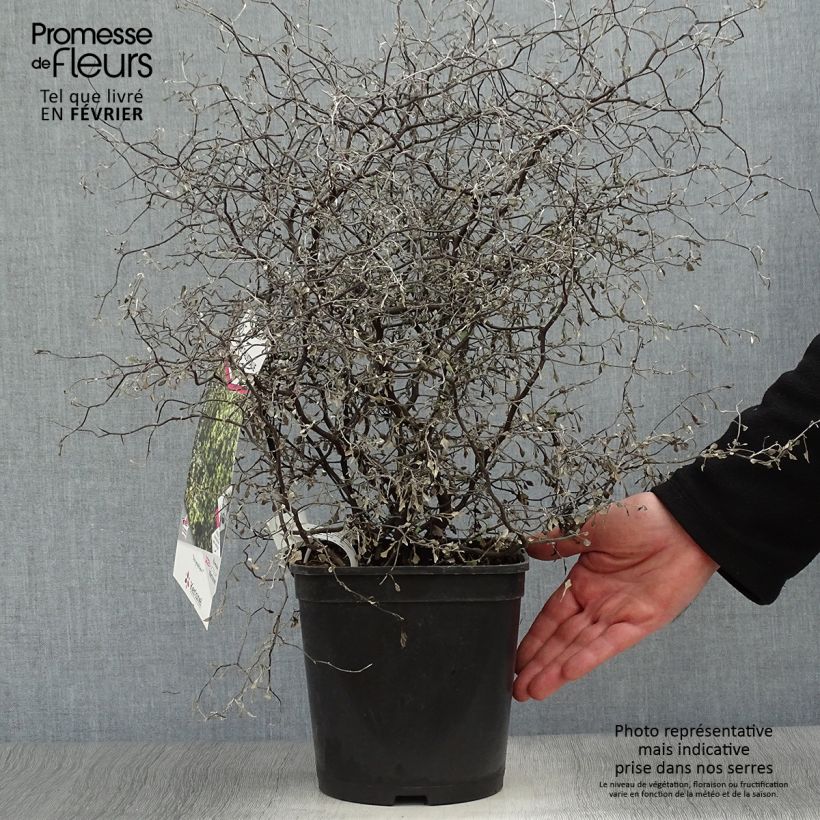 Corokia cotoneaster Little prince Vaso da 4L/5L esemplare consegnato in inverno