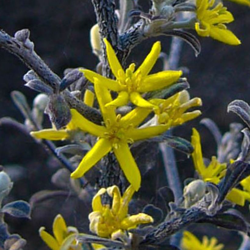 Corokia cotoneaster Little prince (Fioritura)