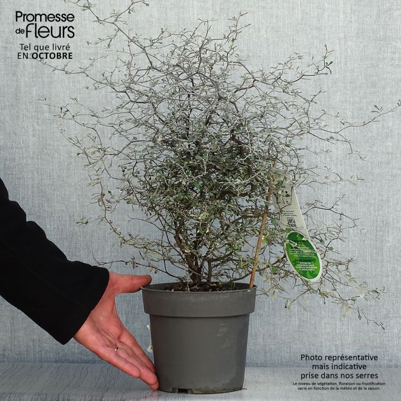 Esemplare di Corokia cotoneaster Vaso da 1L/1,5L come consegnato in autunno
