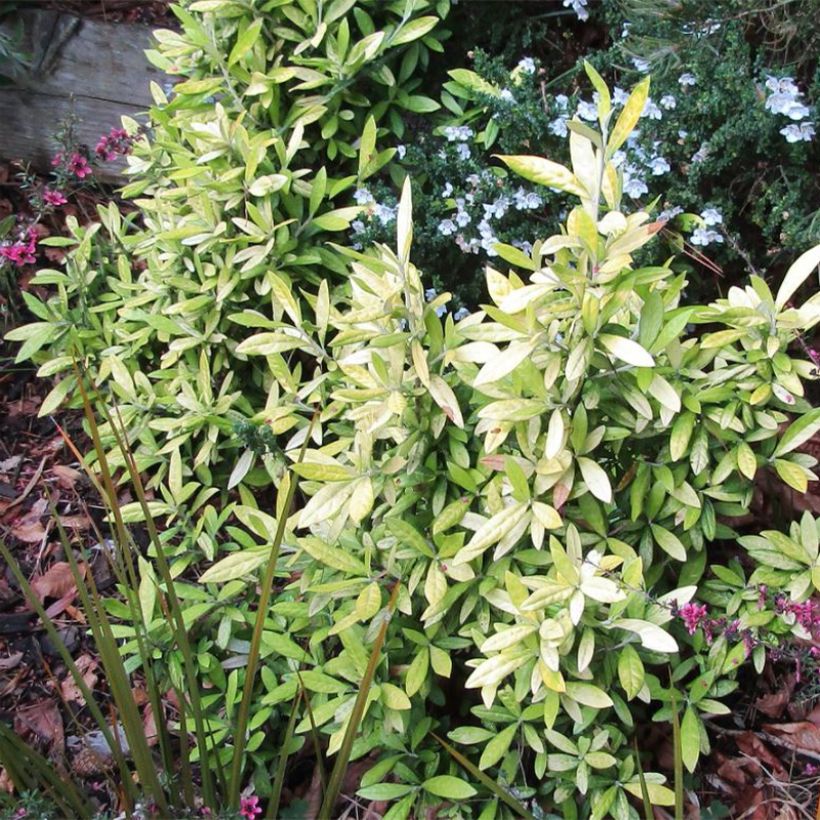 Corokia virgata Banana Royal (Porto)