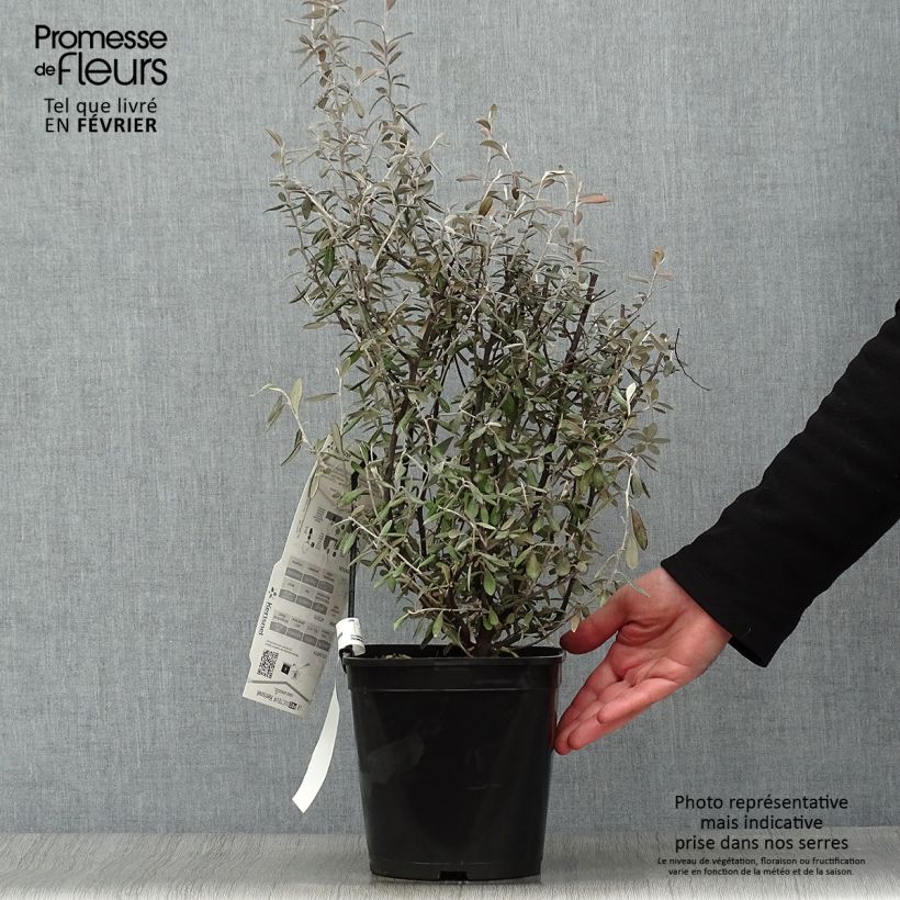 Corokia virgata Frosted chocolate Vaso da 4L/5L esemplare consegnato in inverno