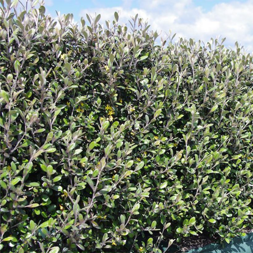Corokia virgata Frosted chocolate (Porto)