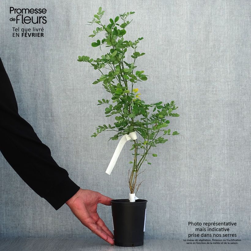Esemplare di Hippocrepis emerus - Cornetta dondolina Vaso da 1L/1,5L come consegnato in autunno