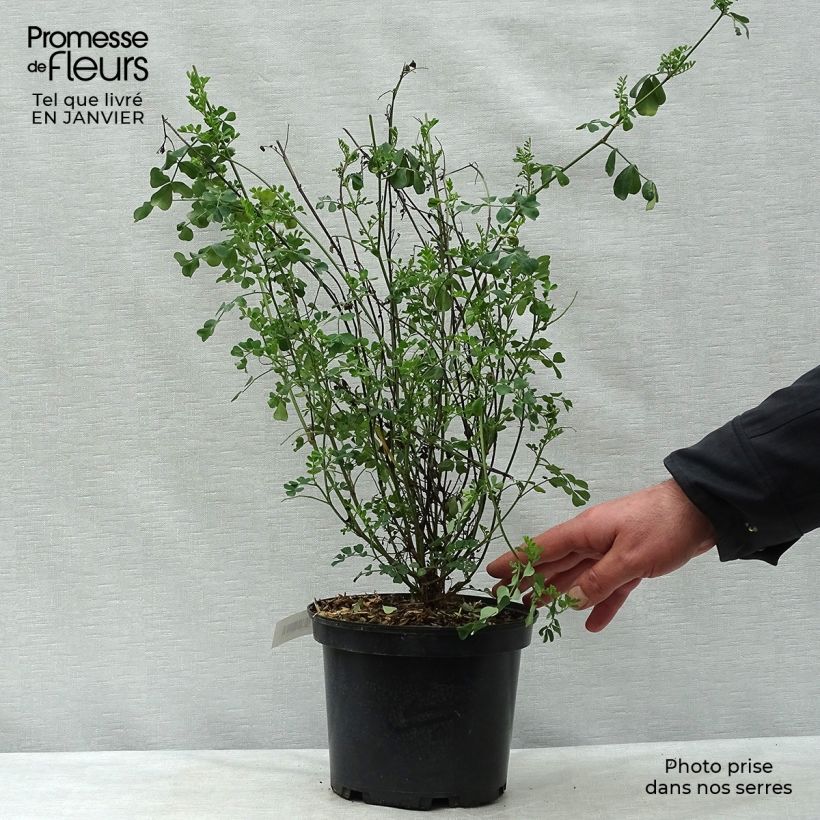 Coronilla valentina subsp. glauca Vaso da 2L/3L esemplare consegnato in inverno