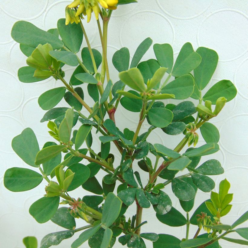 Coronilla valentina subsp. glauca (Fogliame)