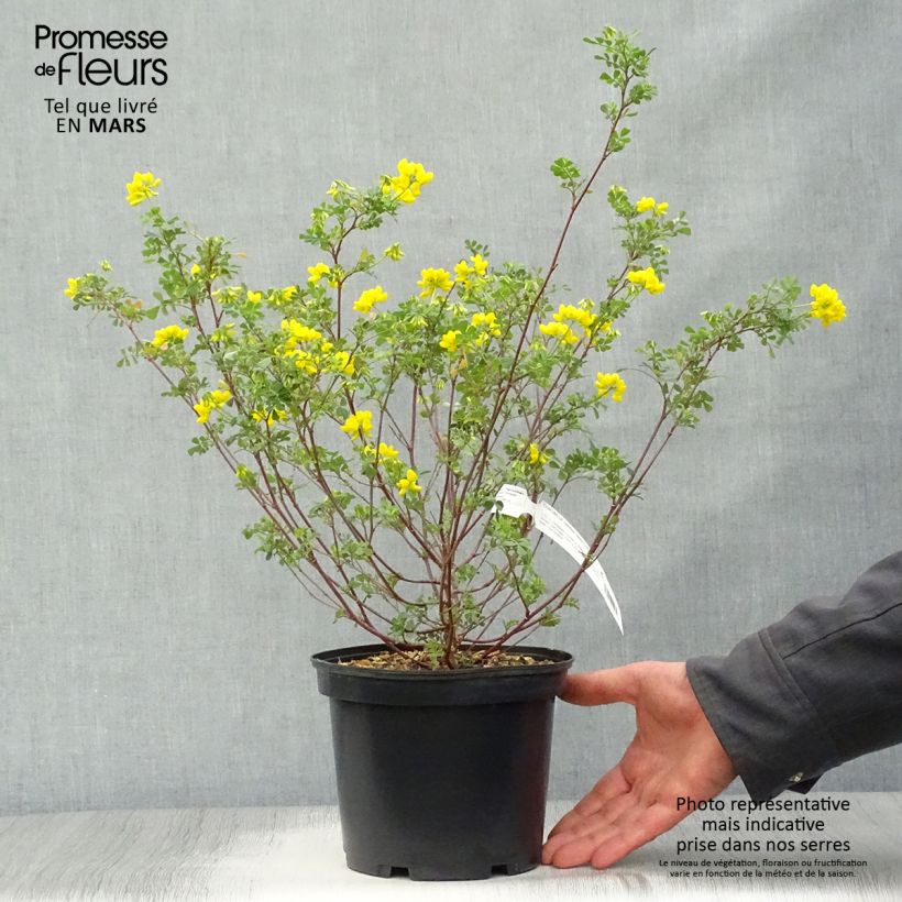 Coronilla valentina subsp. glauca Vaso da 2L/3L esemplare consegnato in primavera