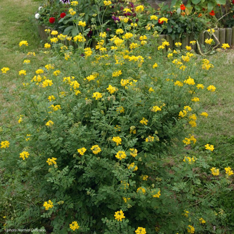 Coronilla valentina subsp. glauca Sélection (Porto)