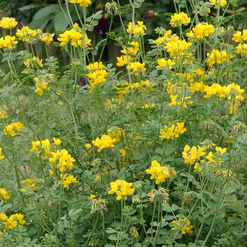 Coronilla valentina subsp. glauca Sélection (Fioritura)