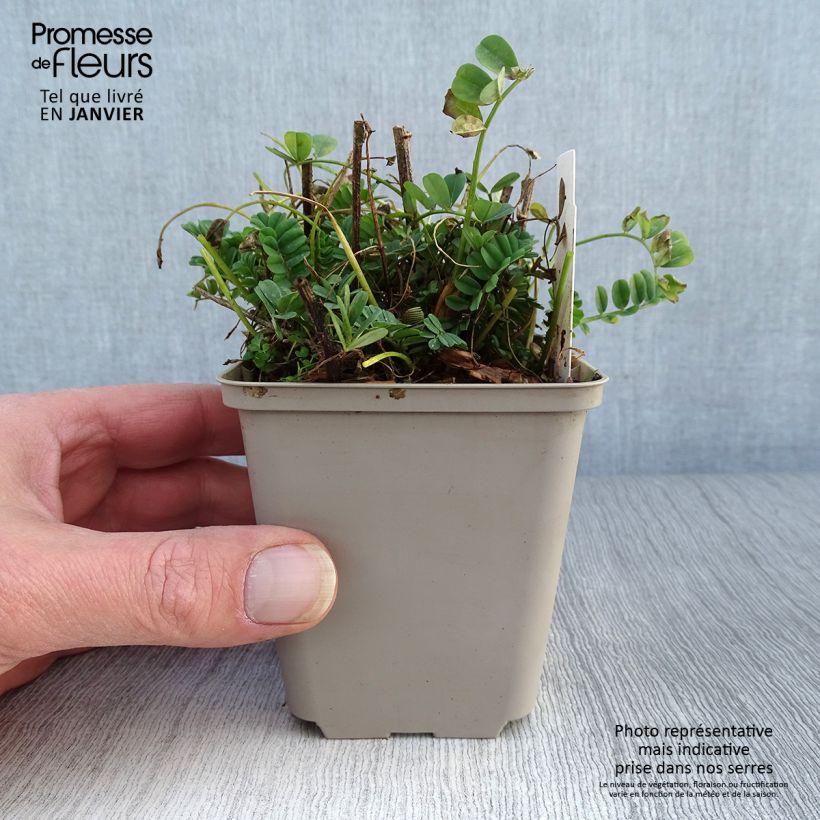 Coronilla varia - Cornetta ginestrina Vasetto da 8/9 cm esemplare consegnato in inverno