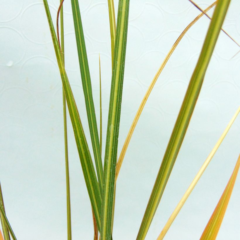 Cortaderia richardiii - Erba delle Pampas (Fogliame)