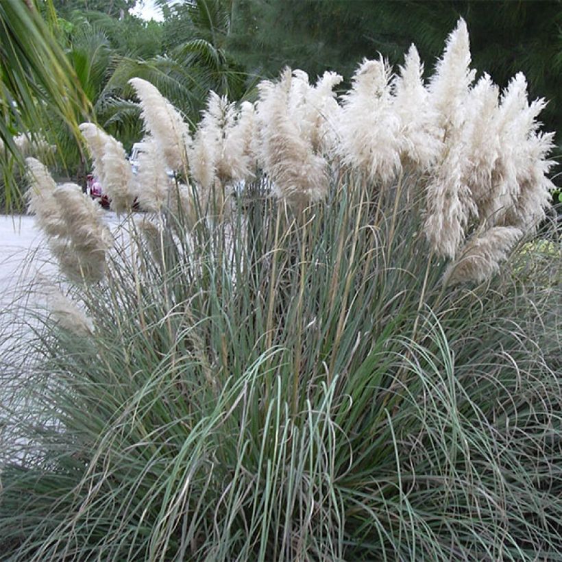 Cortaderia selloana - Erba delle Pampas (Porto)