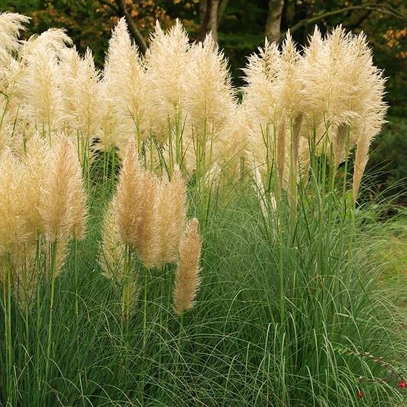 Cortaderia selloana Mini Pampas Gold - Erba delle Pampas (Porto)