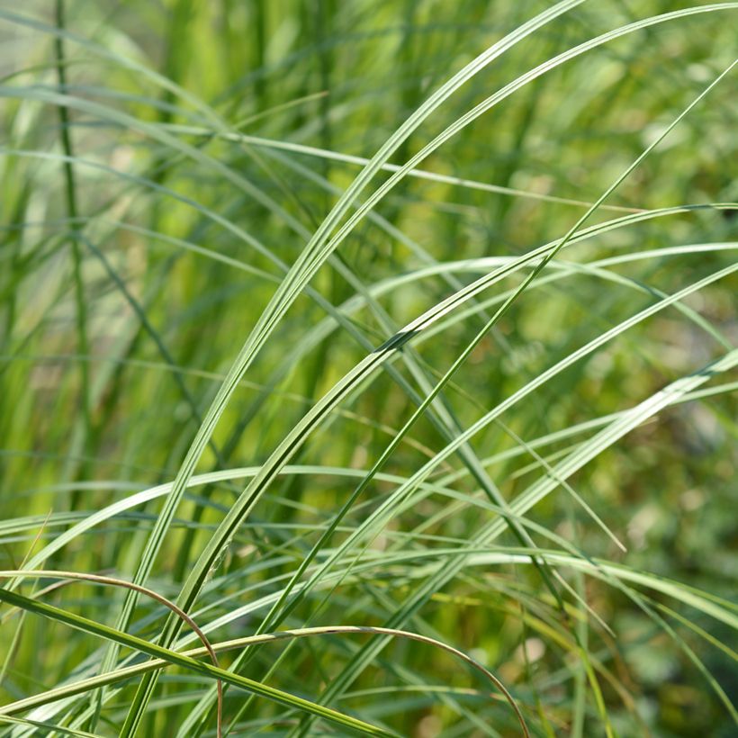 Cortaderia selloana Mini Pampas - Erba delle Pampas (Fogliame)