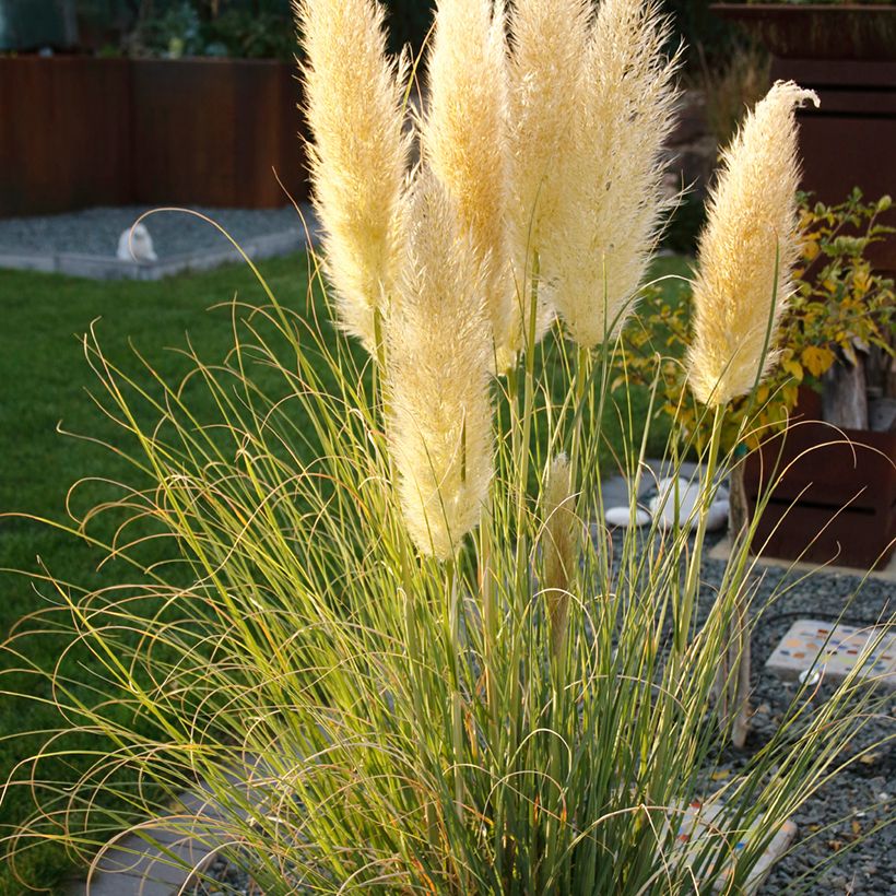 Cortaderia selloana Mini Pampas - Erba delle Pampas (Porto)