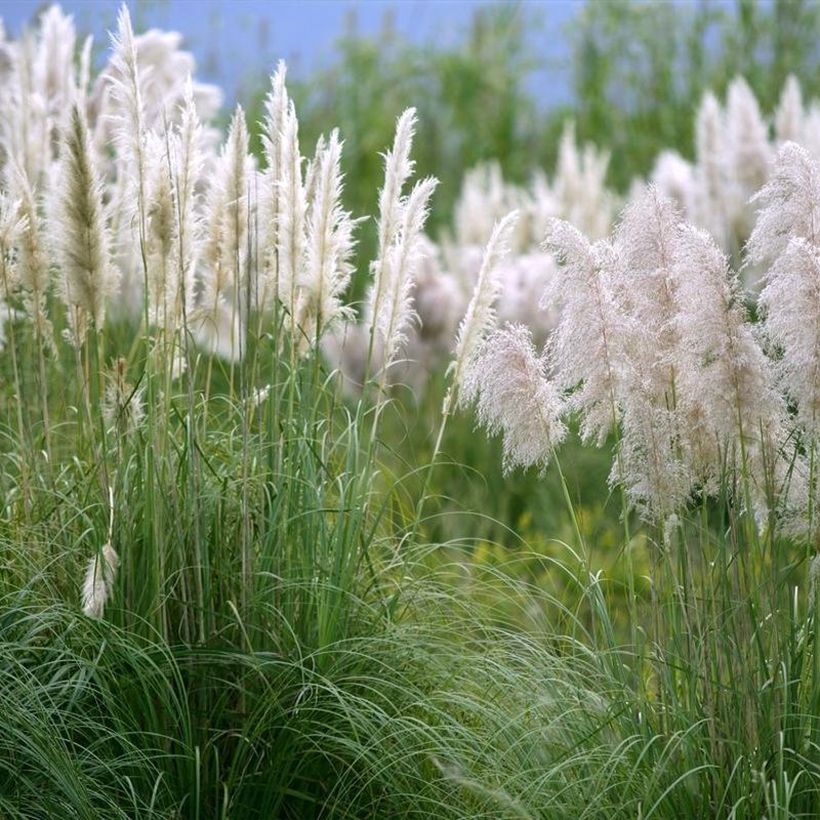 Cortaderia selloana Mini Silver Pampas - Erba delle Pampas (Porto)