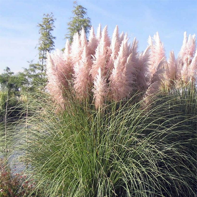 Cortaderia selloana Rosea - Erba delle Pampas (Fioritura)