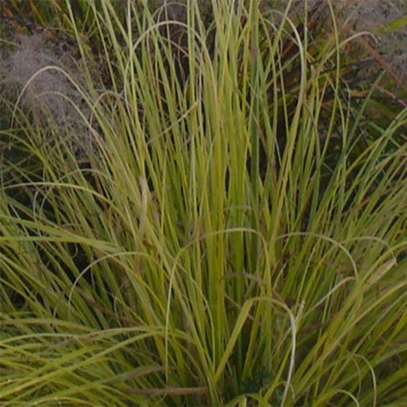 Cortaderia selloana Splendid Star - Erba delle Pampas (Fogliame)
