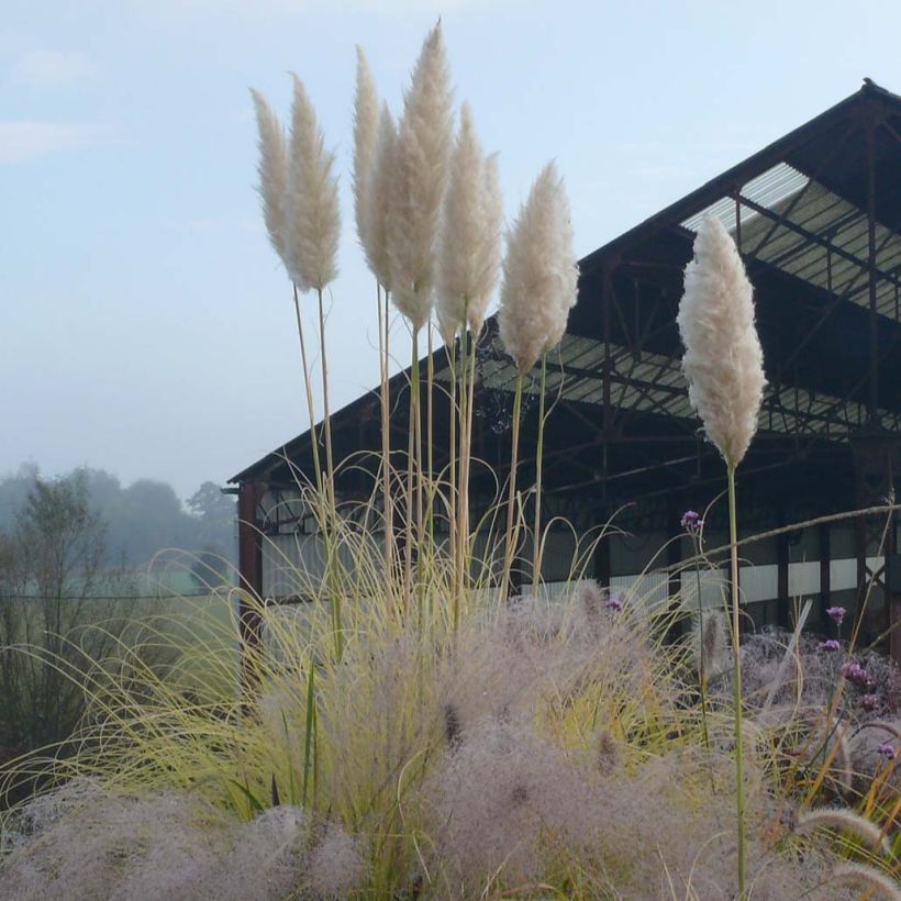 Cortaderia selloana Splendid Star - Erba delle Pampas (Fioritura)