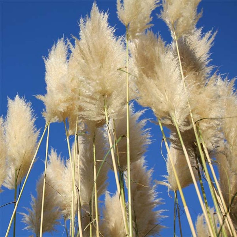 Cortaderia selloana Sunningdale Silver - Erba delle Pampas (Fioritura)