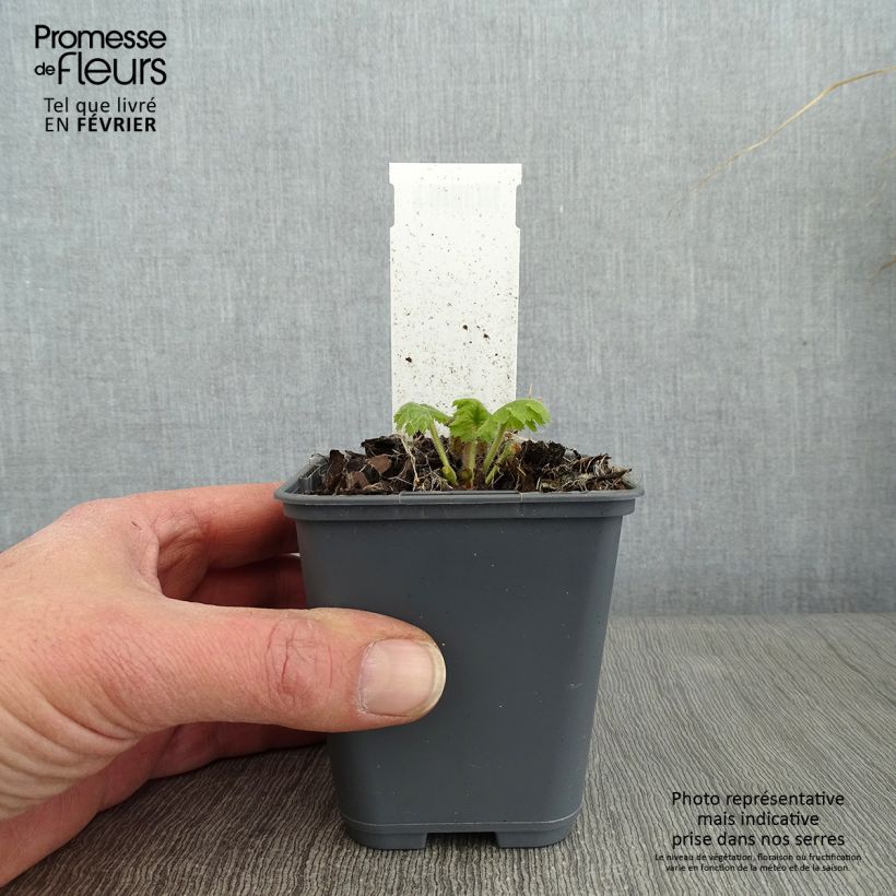 Cortusa matthioli subsp. pekinensis Vasetto da 8/9 cm esemplare consegnato in inverno