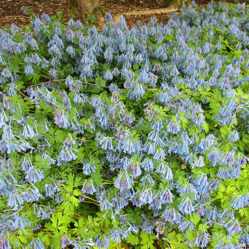 Corydalis elata (Porto)