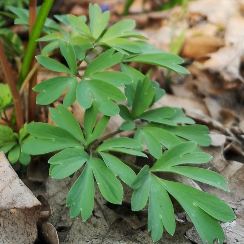 Corydalis sp. from Sichuan (Fogliame)