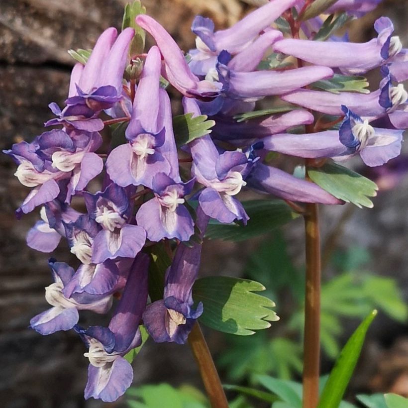 Corydalis sp. from Sichuan (Fioritura)