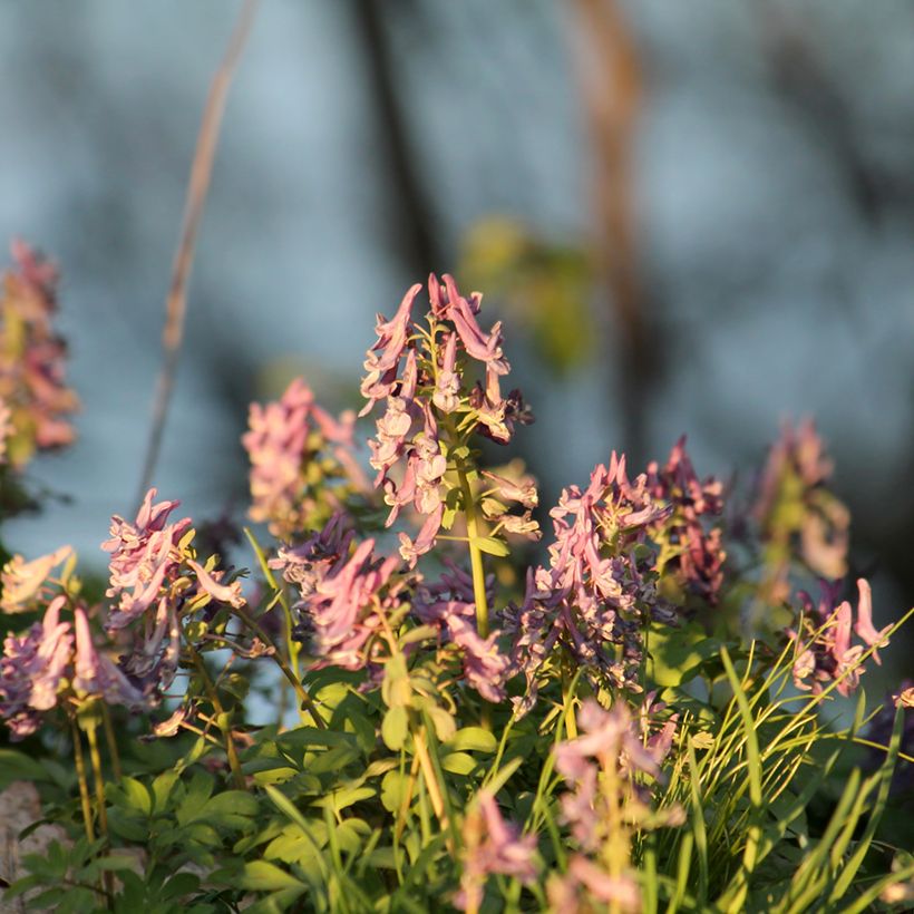 Corydalis solida Beth Evans - Colombina solida (Porto)