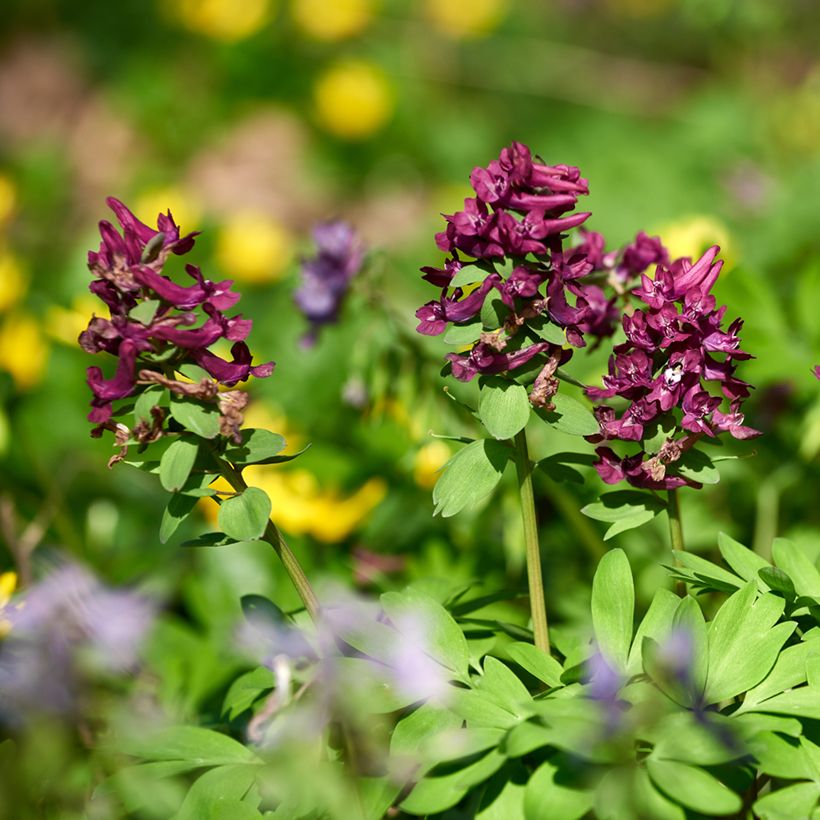 Corydalis solida Purple Bird - Colombina solida (Porto)