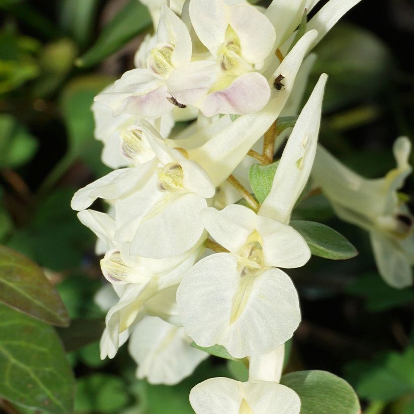 Corydalis solida White Swallow - Colombina solida (Fioritura)