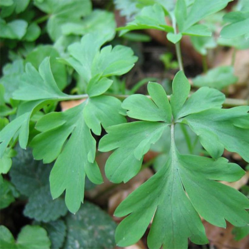 Corydalis Blackberry Wine (Fogliame)