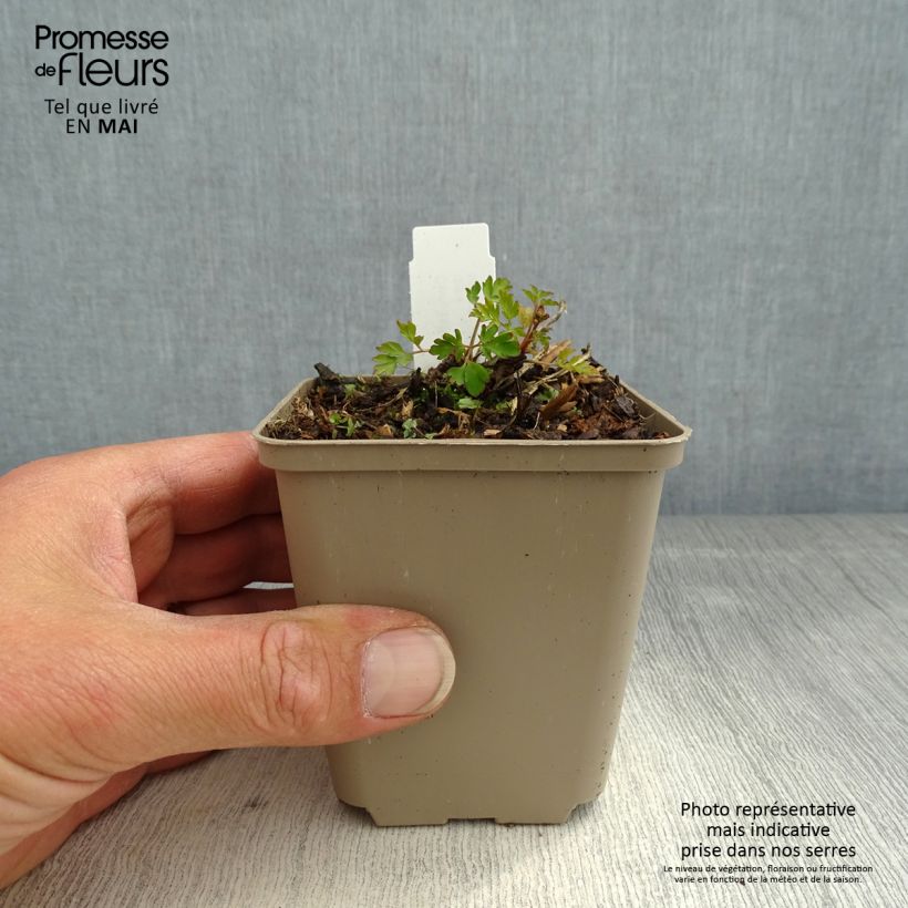 Corydalis Blackberry Wine Vasetto da 8/9 cm esemplare consegnato in primavera