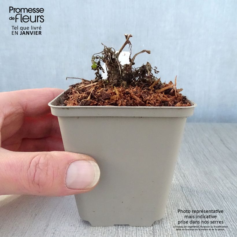 Corydalis Canary Feathers Vasetto da 8/9 cm esemplare consegnato in inverno