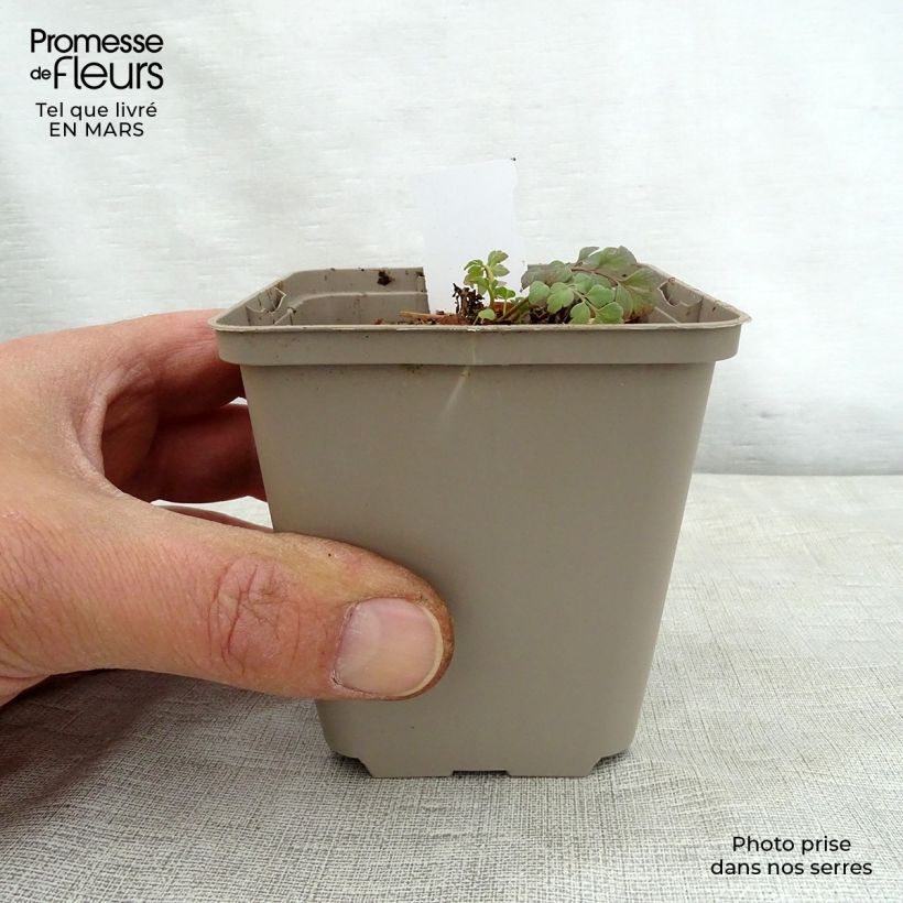 Corydalis Canary Feathers Vasetto da 8/9 cm esemplare consegnato in primavera